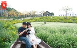Ngỡ ngàng với cánh đồng hoa tam giác mạch nở trái mùa ở Hà Nội